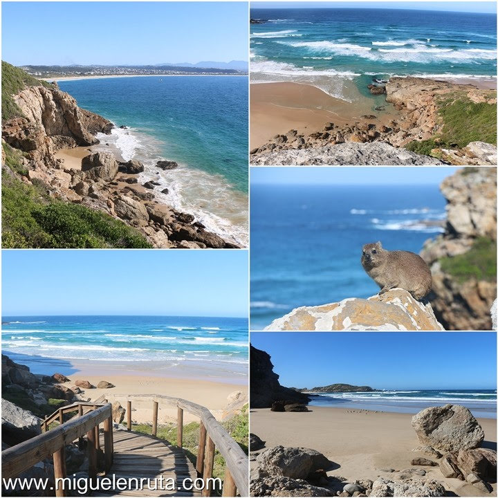 Robberg-Nature-Reserve-paraíso-Dassies