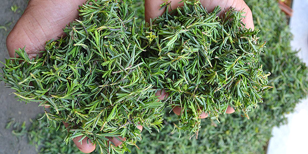 Bir tür dağ kekiği Bulmaca Cevap