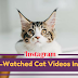 Most Liked Funny Cat Videos On Instagram In 2017