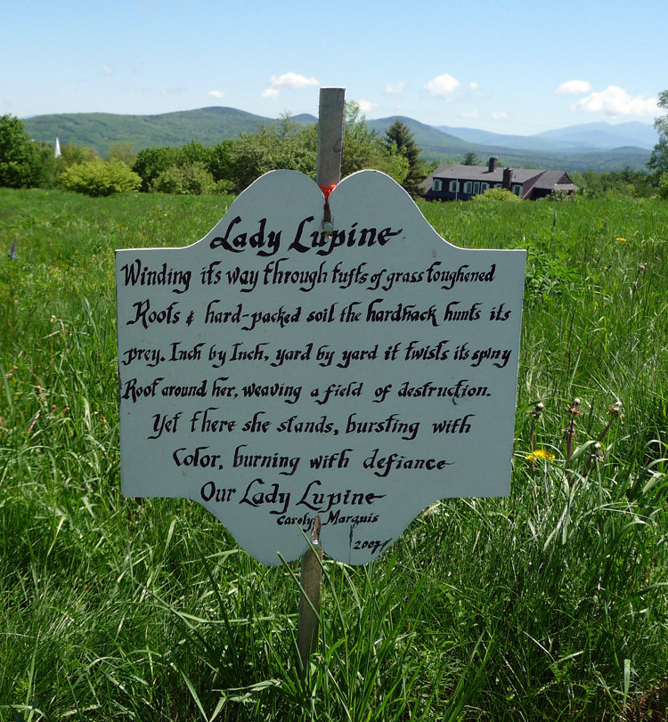 Quilts and Musings The Celebration of Lupines