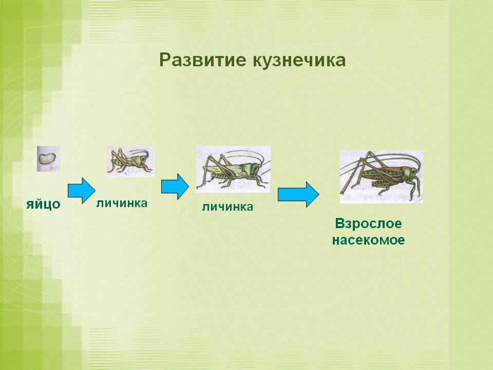 стадии развития кузнечика схема. стадии развития кузнечика. цикл развития кузнечика схема. неполное превращение насекомых стадии. развитие бабочки.