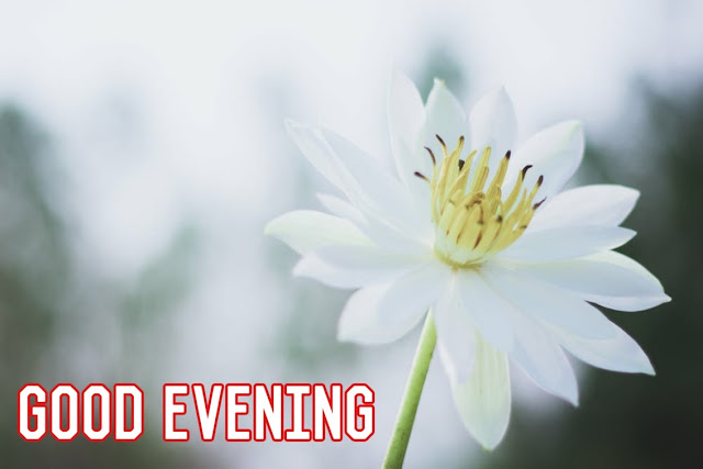 good evening flowers good evening flowers