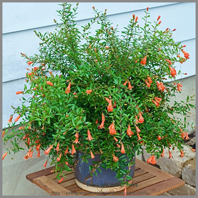 Evergreen Tree planting Low Light Indoor TreesAMERICAN PLANT EXCHANGE