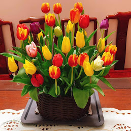 Ý Nghĩa Các Màu Hoa Tulip - HanhPhucFlower