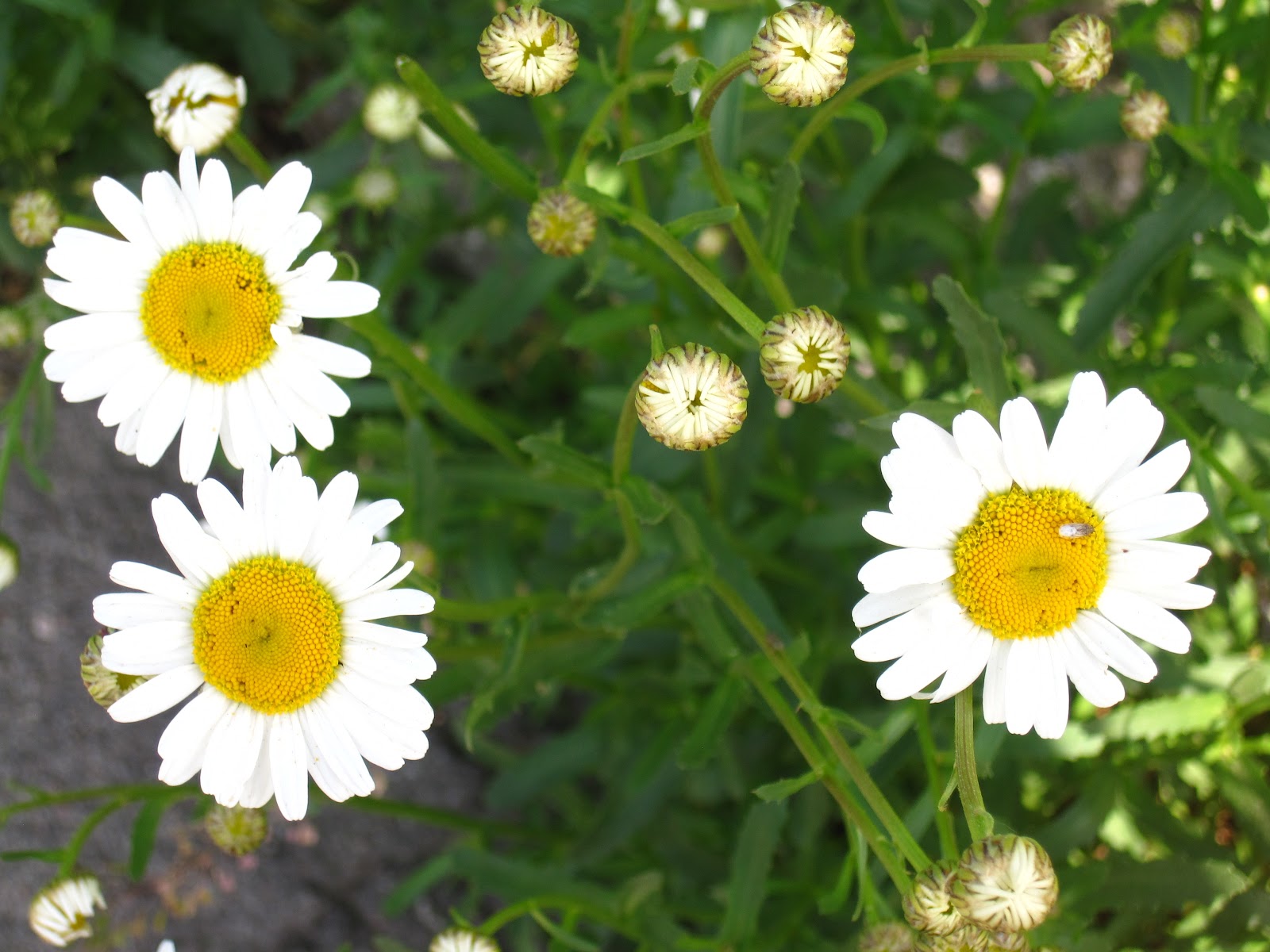 Enjoying My Garden: Flowers of Ukraine...
