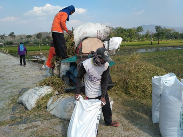 Mesin Panen Padi Kini Bisa Mendekat Di Sawah Desa Jimbung