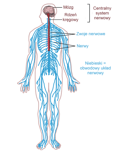 Znak Czasu: ANATOMIA I FIZJOLOGIA: KOMÓRKI
