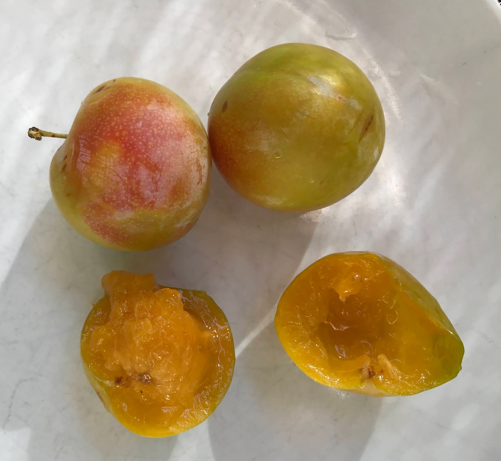 Gardening Not so common plums. Sultan, Peachplum Hybrid DPRU 377