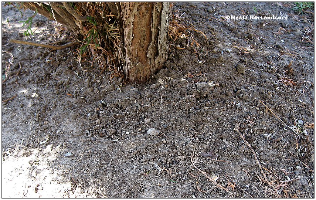 Heidi Horticulture: Dry Spring - Water, water!