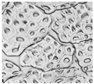 Cross-Section-500X-Kenaf-fibre