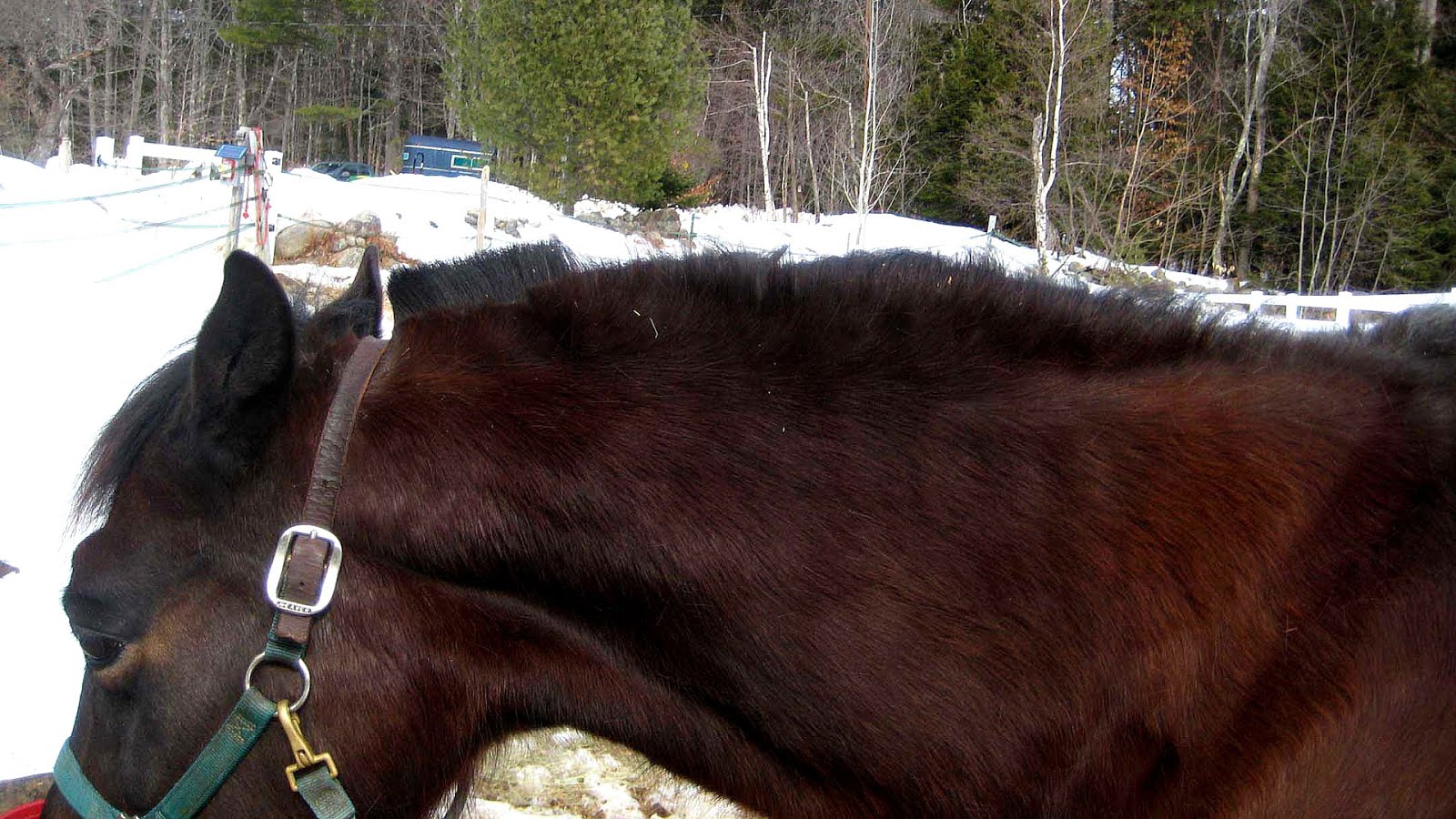 Insulin Resistance In Horses Symptoms Insulin Choices