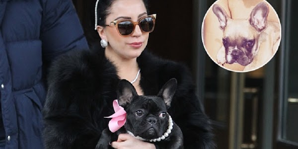 Lady Gaga Beri Rp 7,1 Miliar Untuk Wanita Misterius Penemu Dua Anjingnya