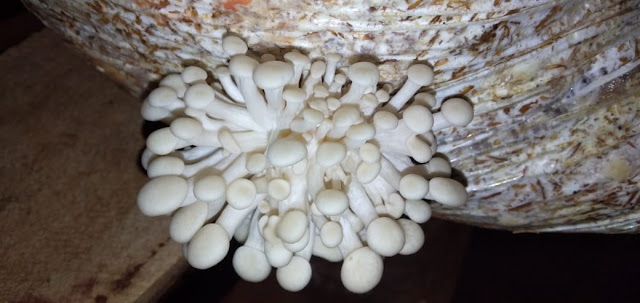 mushroom farming in kenya