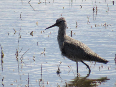 Lower Klamath National Wildlife Refuge