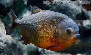Ikan Piranha Pemakan Daging dari Amerika Selatan