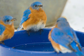 Eastern Bluebirds drinking water from a heated dog bowl in winter