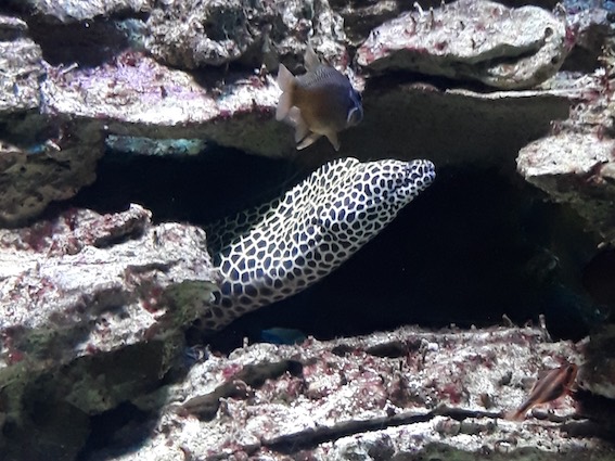 A strange fish at the Two Oceans Aquarium, Cape Town