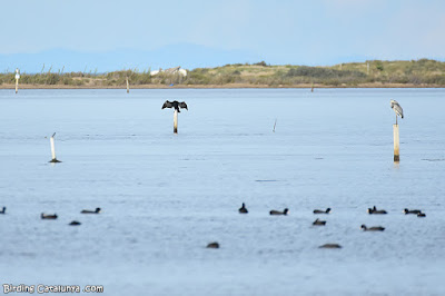 Fotges, corb marí gros i bernat pescaire