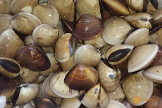 8 Hewan Berkhasiat Obat Hewan digunakan sebagai sumber pengobatan sejak lama 8 Hewan Berkhasiat Obat