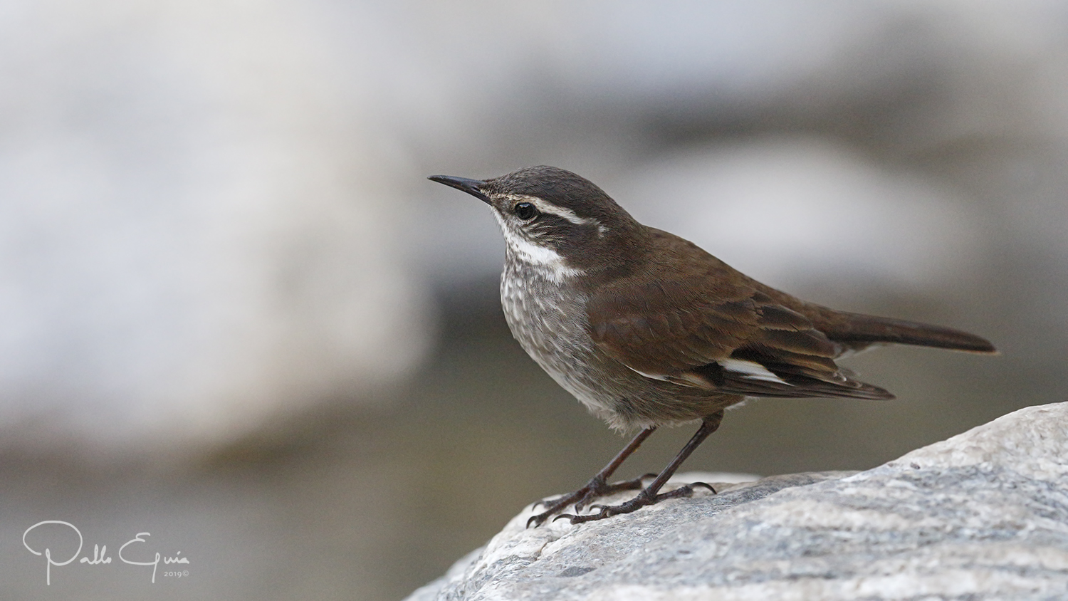 mis fotos de aves Cinclodes olrogi Remolinera Chocolate Olrog's Cinclodes