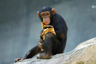 Los Angeles Hayvanat Bahçesi'nde bir şempanze.