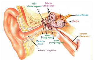 Bagian-bagian telinga