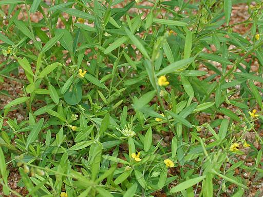 Polygala Colour Me Mauve Steemit