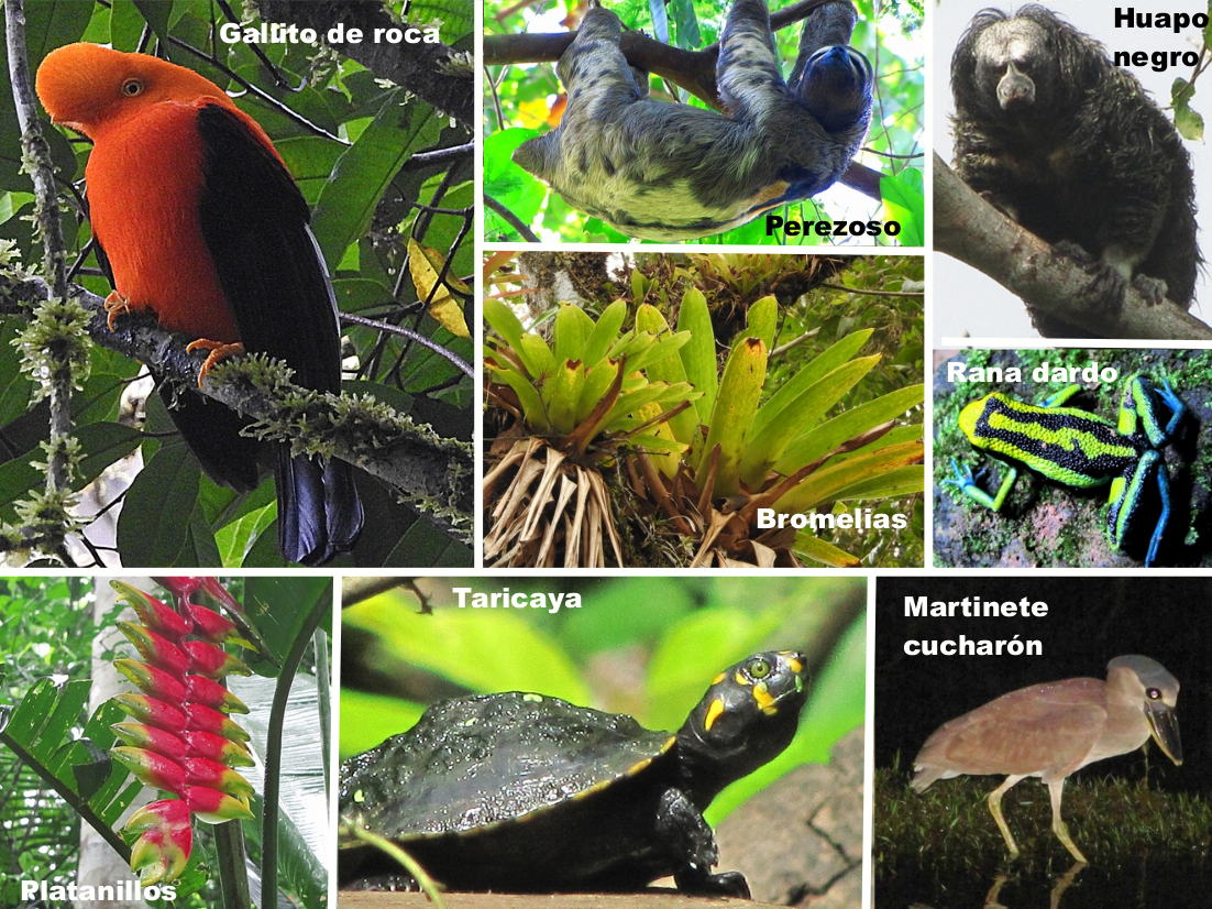 Flora Y Fauna De La Selva Peruana Y Sus Caracteristicas Resumen E Images