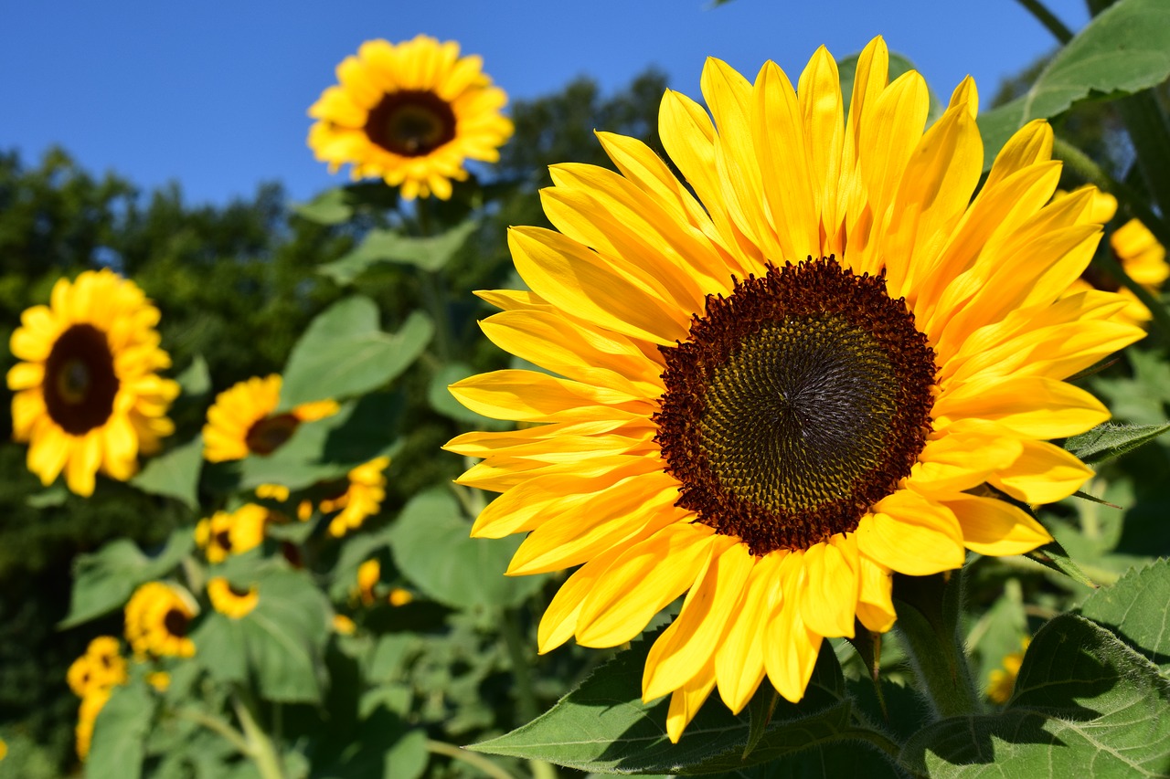 Fire Blossom Farm Grow the Best Sunflowers, Crop Focus