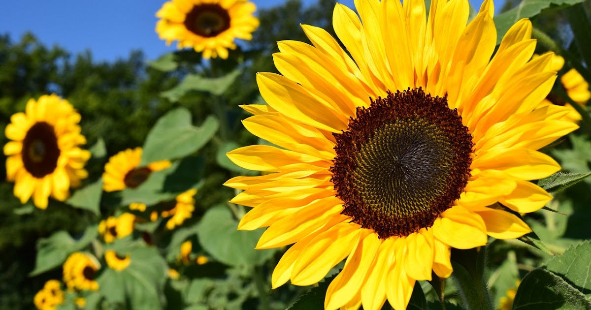 Fire Blossom Farm Grow the Best Sunflowers, Crop Focus