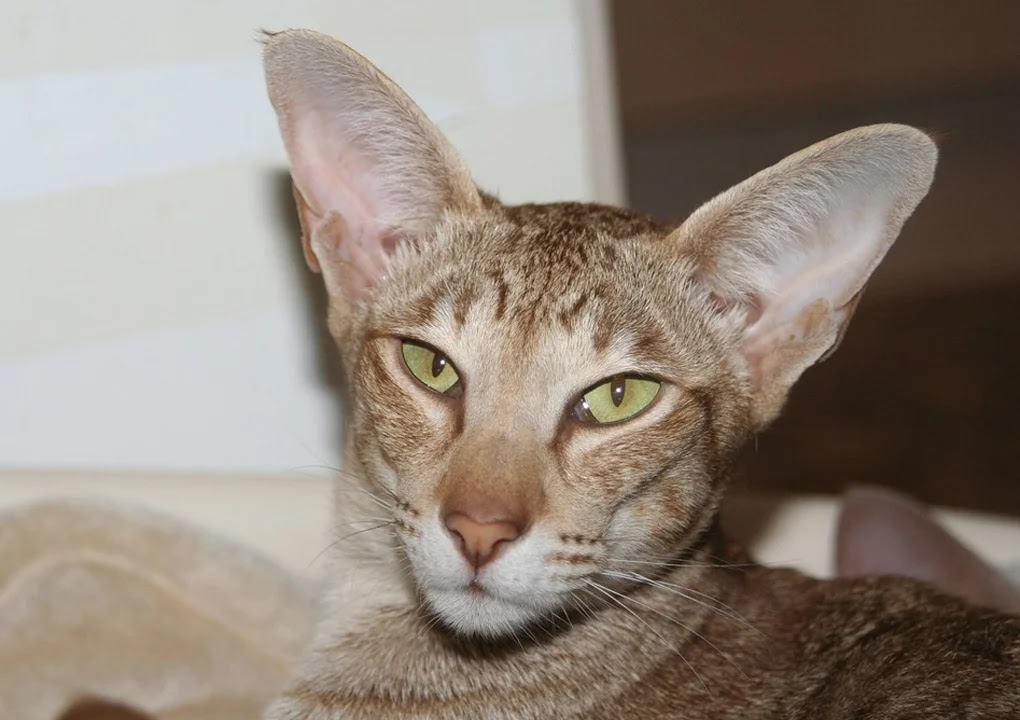 10 Best Hypoallergenic Cat Breeds The Buzz Land