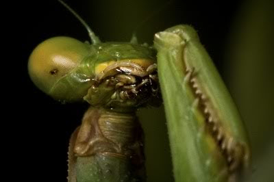 African Devil Flower Mantis