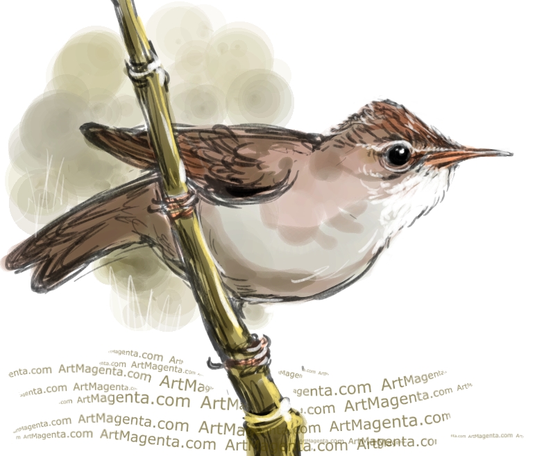 Marsh Warbler sketch painting. Bird art drawing by illustrator Artmagenta