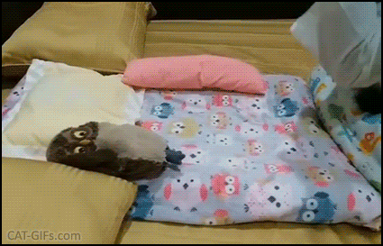 Cute Cat GIF • Crazy cat girl strikes again! Her kitty is like a baby in his little bed, hugging his stuffed owl Cute Cat GIF • Crazy cat girl strikes again! Her kitty is like a baby in his little bed, hugging his stuffed owl
