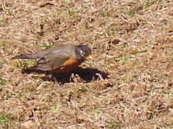 eggs vertebrates lay birds wings fly robin breast bird blooded warm