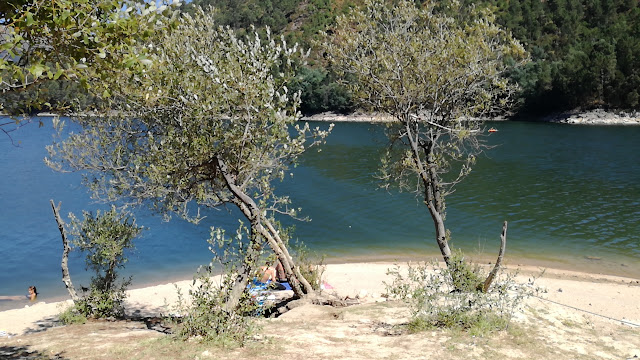 àrvores na praia da Barca