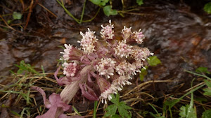 Common butterbur flower
