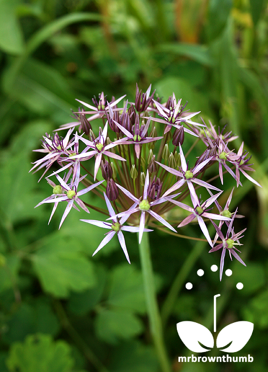 growing allium christophii from seed