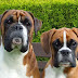 16 Reasons That Prove Boxers Are The Most Terrible Dogs On Earth