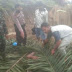 Replanting Kebun Balimbingan PTPN IV Makan Korban, Satu Orang Warga Tewas Mengenaskan Tertimpa Pohon