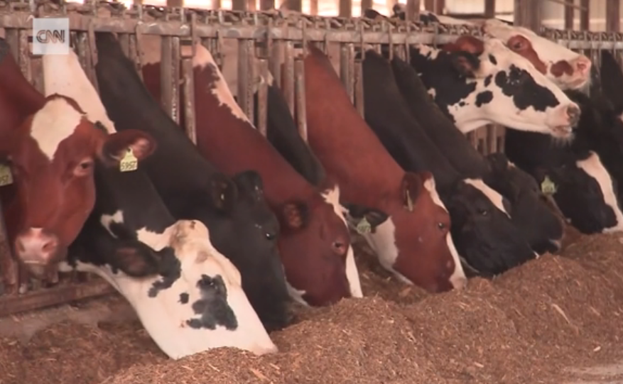 THE WESTERNER Dairy farmers are dumping millions of gallons of milk