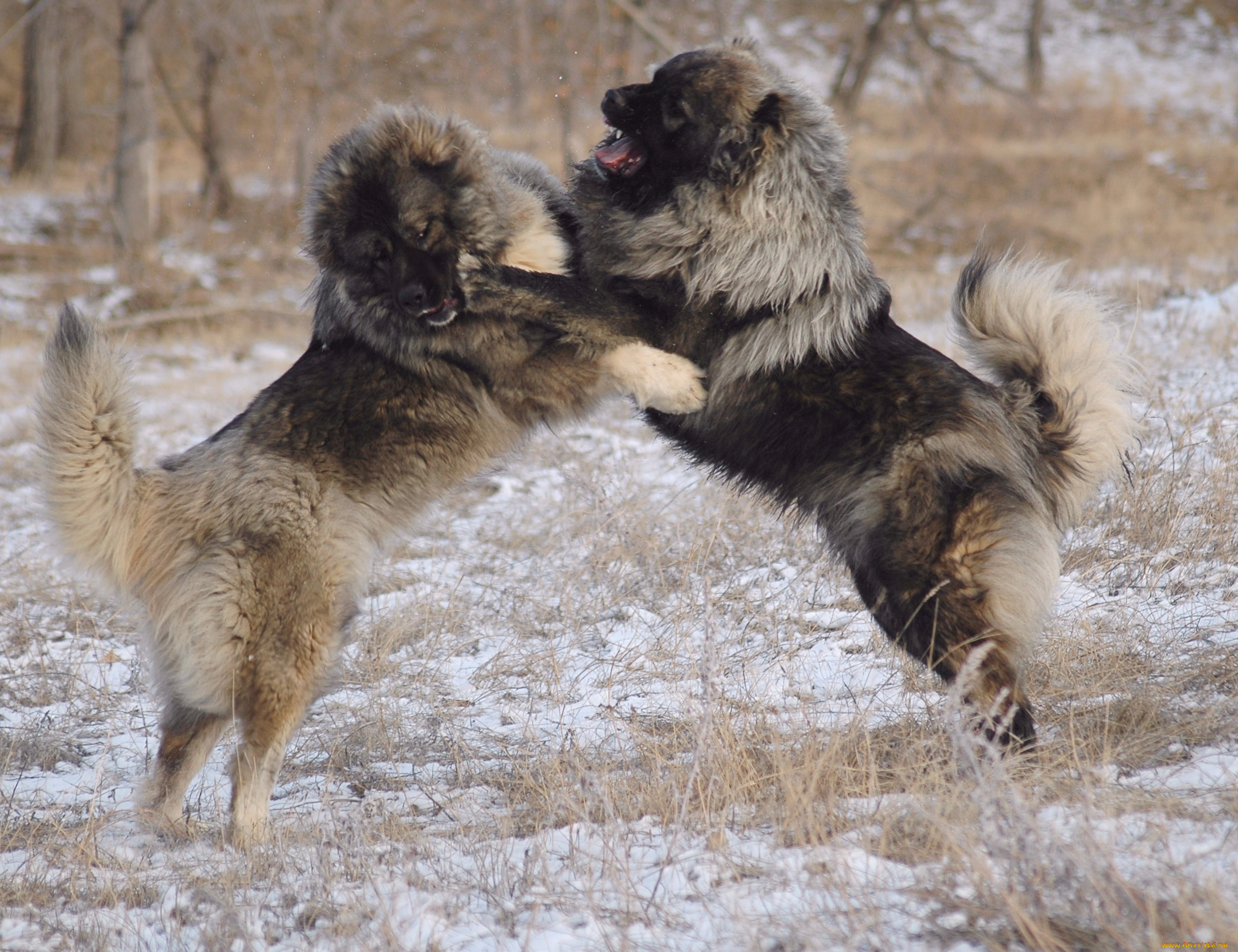caucasian shepherd dog: Dog breed caucasian mountain shepherd