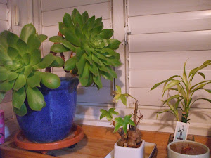 Back Porch Garden