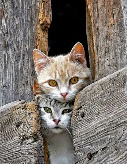 Rescued shelter cats suited to a barn cat life