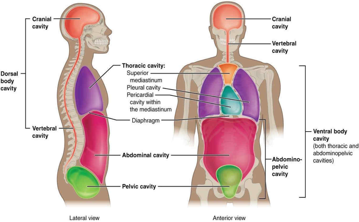 Chapter 1|| Introduction to Human Anatomy & Physiology| BP101T| SEM 1