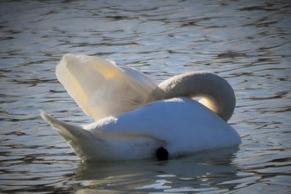 13+ Swans Nest Colorado