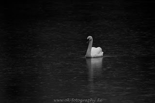 Naturfotografie wildlife Tierfotografie Lippeauen Nikon Tamron