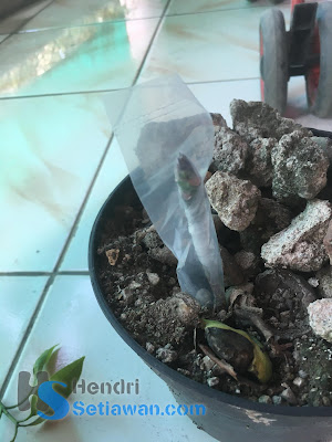 Cara Sambung Pucuk Pohon Mangga yang Masih Kecil | Grafting Cara Sambung Pucuk Pohon Mangga yang Masih Kecil | Grafting