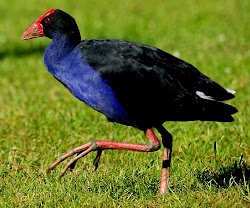 bird that can fly for 4 years 8