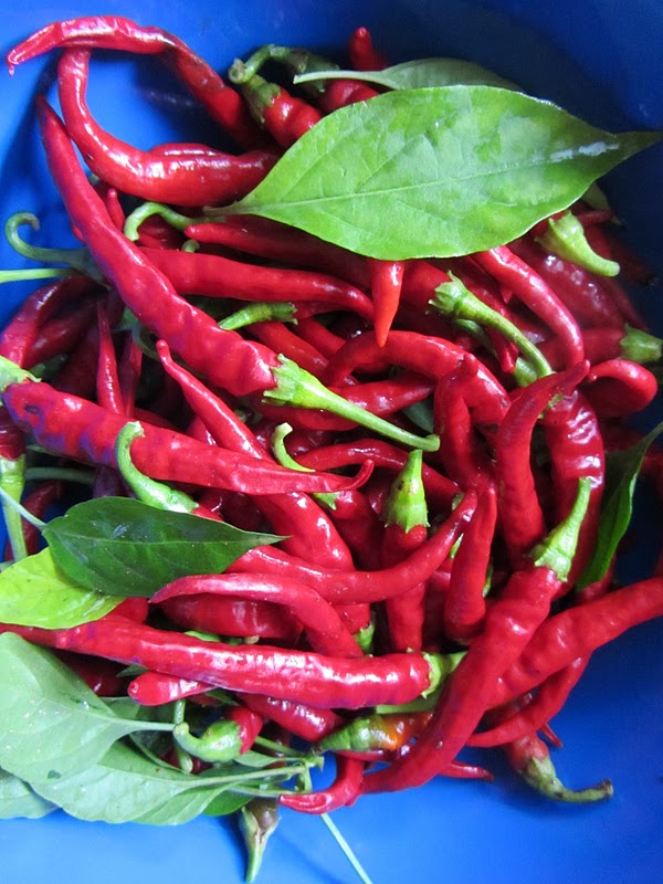 Перец острый кайенский длинный джо. Кайенский чили. Перец чили кайенский молотый. Кайенский перец это. Перец чили kotanyi молотый.